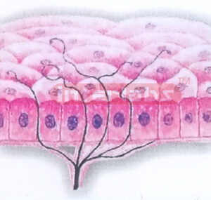 HUMAN FREE NERVE ENDING MODEL Exporter & Educational Laborat