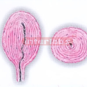 HUMAN PACINIAN CORPUSCLE MODEL Exporter & Educational Labora