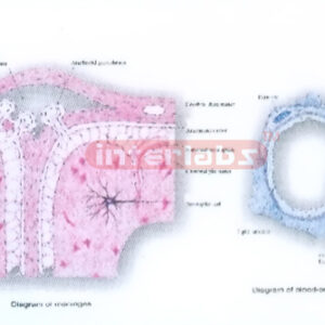 HUMAN MODEL SHOWING THE FORMATION OF SYNAPTIC VESICLE AND AX