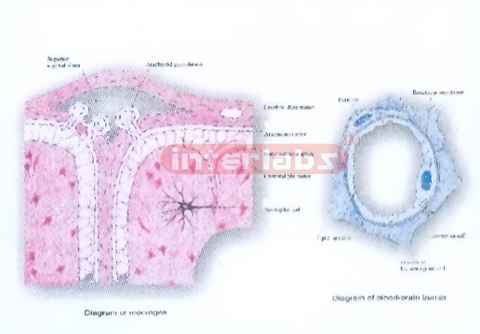 HUMAN MODEL SHOWING THE FORMATION OF SYNAPTIC VESICLE AND AX