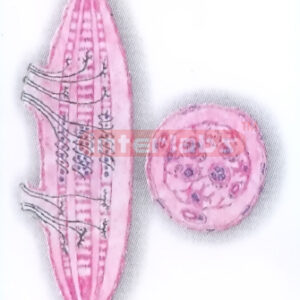 HUMAN NEUROMUSCULAR SPINDLE MODEL Exporter & Educational Lab