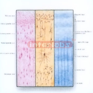HUMAN MODEL OF SIX LAYERED STRUCTURE OF CEREBRAL CORTEX Expo