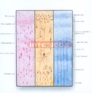 HUMAN MODEL OF SIX LAYERED STRUCTURE OF CEREBRAL CORTEX Expo