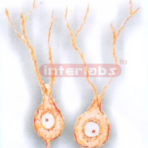 HUMAN PURKINJE CELLS MODEL Exporter & Educational Laboratory