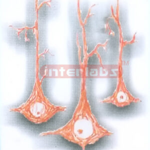 HUMAN PYRAMIDAL CELLS MODEL Exporter & Educational Laborator