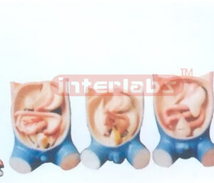 THE DEVELOPMENT MODEL OF THE ASSIMILATION BREATH