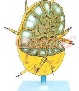 DSK TYPE HUMAN LYMPHATIC ANATOMY MODEL Exporter & Educationa