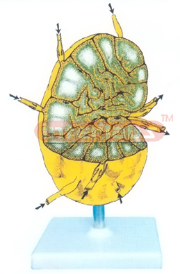 DSK TYPE HUMAN LYMPHATIC ANATOMY MODEL Exporter & Educationa