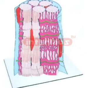 HUMAN THREE DIMENSIONAL STRUCTURE OF SKELETAL MUSCLE MODEL E