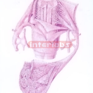 STRUCTURE MODEL OF PERIPHERAL NERVE (A) Exporter & Education