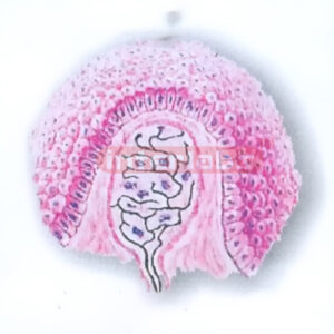 HUMAN TACTILE CORPUSCLE MODEL Exporter & Educational Laborat