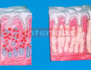 INTESTINAL VILLI ORGANISE MODEL Exporter & Educational Labor