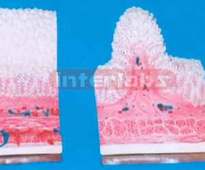 STOMACH VILLI ORGANISE MODEL Exporter & Educational Laborato