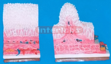 STOMACH VILLI ORGANISE MODEL Exporter & Educational Laborato