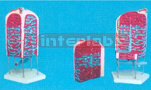 LIVER FOLIELE MODEL Exporter & Educational Laboratory Equipm