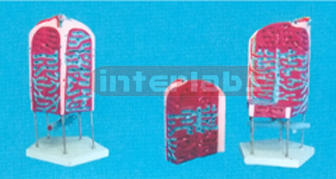 LIVER FOLIELE MODEL Exporter & Educational Laboratory Equipm