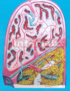 MICROSCOPIC STRUCTURE MODEL OF SPLEEN (A TYPE) Exporter & Ed