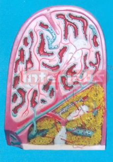 MICROSCOPIC STRUCTURE MODEL OF SPLEEN (A TYPE) Exporter & Ed