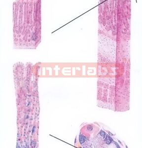 MICROSTRUCTURE MODEL OF STOMACH MODEL Exporter & Educational