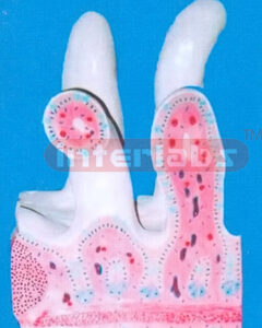 DUODENUM VILLI ORGANISE MODEL (B TYPE) Exporter & Educationa