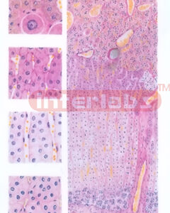 MICROSTRUCTURE OF ADRENAL GLAND MODEL Exporter & Educational