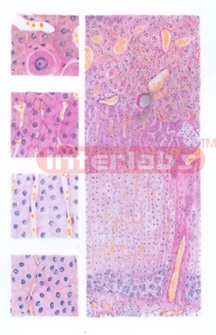 MICROSTRUCTURE OF ADRENAL GLAND MODEL Exporter & Educational