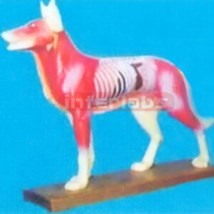 ANIMAL MODEL OF DOG Exporter & Educational Laboratory Equipm