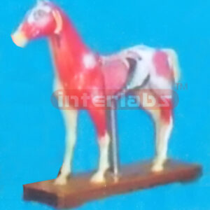 ANIMAL MODEL OF HORSE Exporter & Educational Laboratory Equi