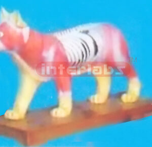 ANIMAL MODEL OF CAT Exporter & Educational Laboratory Equipm