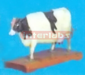 ANIMAL MODEL OF COW Exporter & Educational Laboratory Equipm