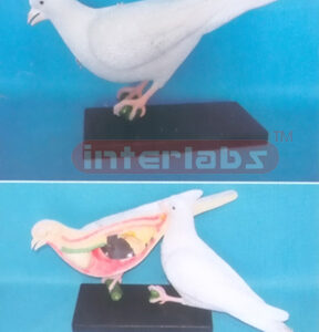 ANATOMICAL MODEL OF CRANE Exporter & Educational Laboratory