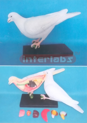 ANATOMICAL MODEL OF CRANE Exporter & Educational Laboratory