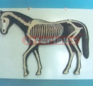 HANGING HORSE SKELECON MODEL Exporter & Educational Laborato