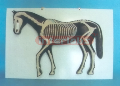 HANGING HORSE SKELECON MODEL Exporter & Educational Laborato