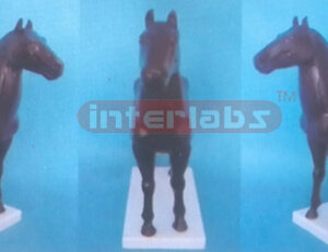 HORSE MODEL Exporter & Educational Laboratory Equipment Supp