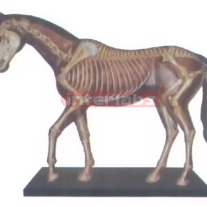 HORSE SKELETON MODEL WITH VERTICAL STAND Exporter & Educatio