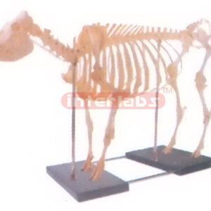 ANATOMY SKELETON MODEL WITH PLASTIC & IRON BASE Exporter & E