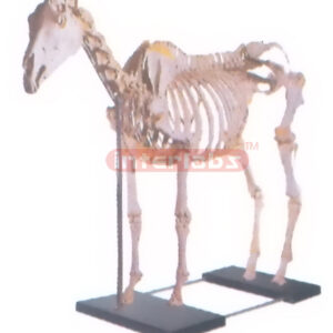 ANATOMY MODEL OF HORSE SKELETON WITH PLASTIC & IRON BASE Exp