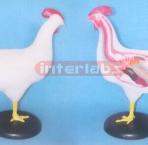 CHICKEN ANATOMICAL MODEL WITH BASE Exporter & Educational La