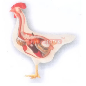 HANGING CHICKEN ANATOMICAL MODEL Exporter & Educational Labo