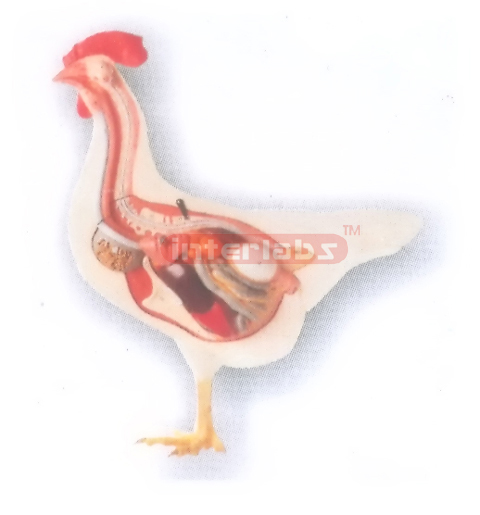 HANGING CHICKEN ANATOMICAL MODEL Exporter & Educational Labo