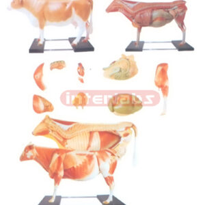 ANATOMICAL MODEL OF THE COW WIVERTICALSTAND AND BASE Exporte