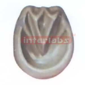 HANGING HORSE HOOF MODEL Exporter & Educational Laboratory E