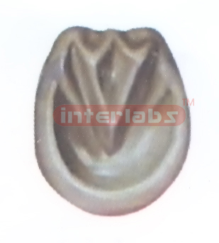 HANGING HORSE HOOF MODEL Exporter & Educational Laboratory E