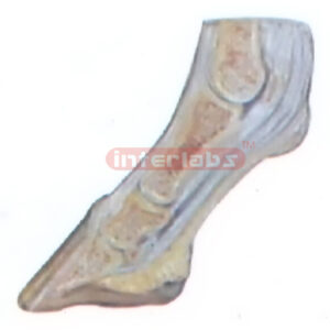 HANGING HORSE LOW BACK FOOT ANATOMICAL MODEL Exporter & Educ