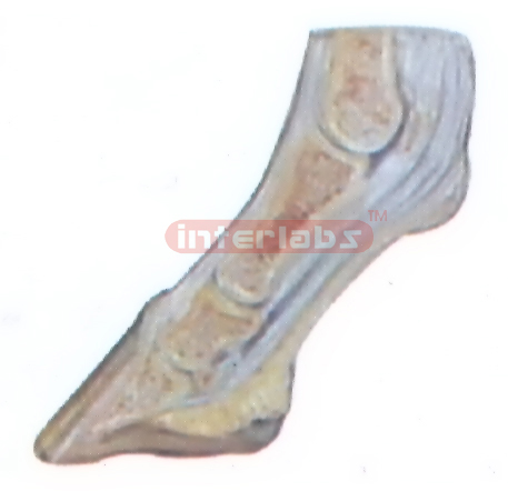 HANGING HORSE LOW BACK FOOT ANATOMICAL MODEL Exporter & Educ