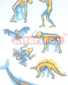 WORLD ANIMAL SKELETAL COMPARISON MODEL Exporter & Educationa