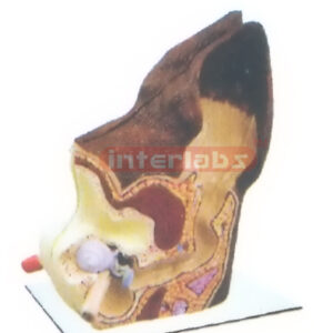 CANINE LEFT ANATOMICAL EAR MODEL Exporter & Educational Labo