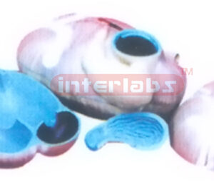 DISSECTION MODEL OF COW STOMACH Exporter & Educational Labor