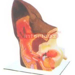 CANINE RIGHT ANATOMICAL EAR MODEL Exporter & Educational Lab